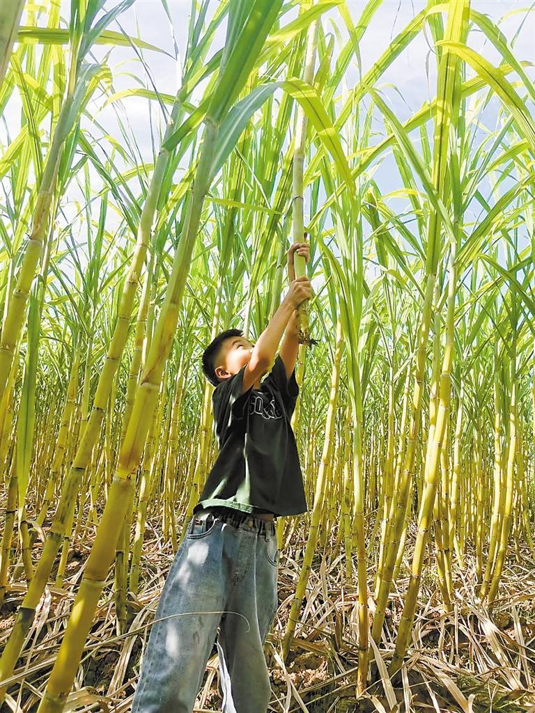 甘蔗地里的欢脱画卷：潮流引领者的另类风情