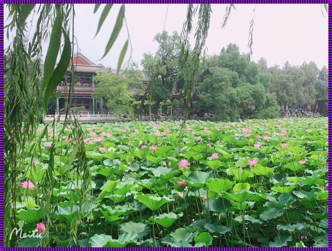 “蔚县莲花池”的奇葩绽放：科技新潮流下的花开时节