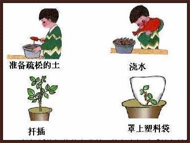 湖州的插花艺术：滑稽风格探讨