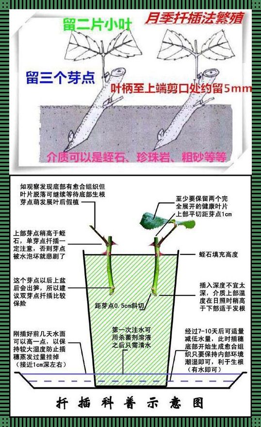 "欧式72变插花术，突飞猛进的艺术妖术！"