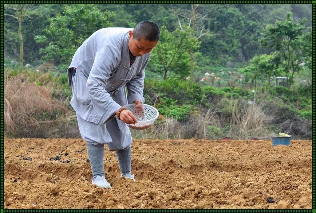 《燕氏庙宇“种瓜得瓜”传奇：网民热炒，笑谈游戏江湖》