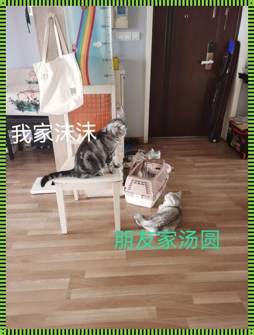 “串门新风尚：猫腻‘空巢’时刻，网友热议笑谈”