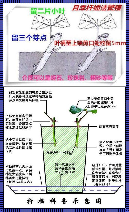 "插花艺术？日本72招，网民争相论剑"