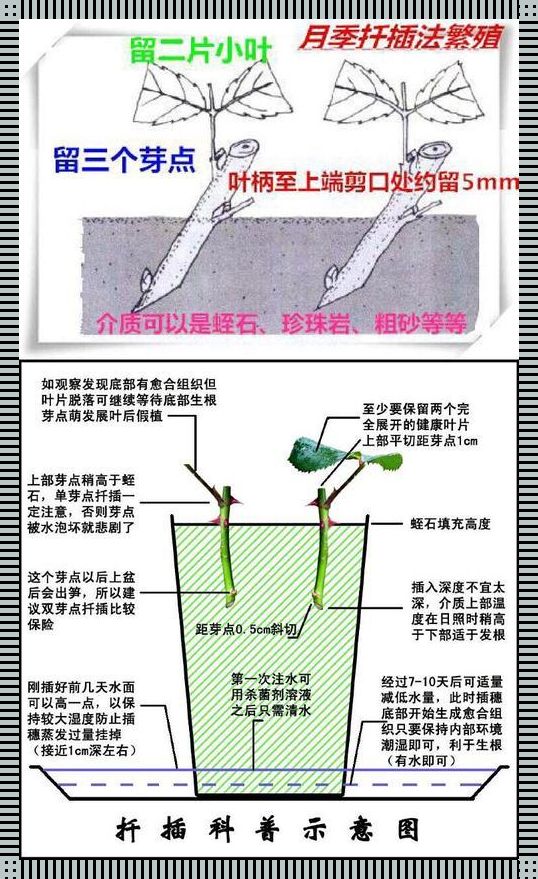 欧式72变：禁忌花园的插花秘籍