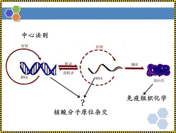 《基因游戏：RNA探针的“探热”之旅》