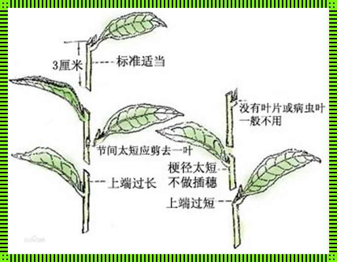 "72插秧法图鉴：游戏界的崛起诡计"