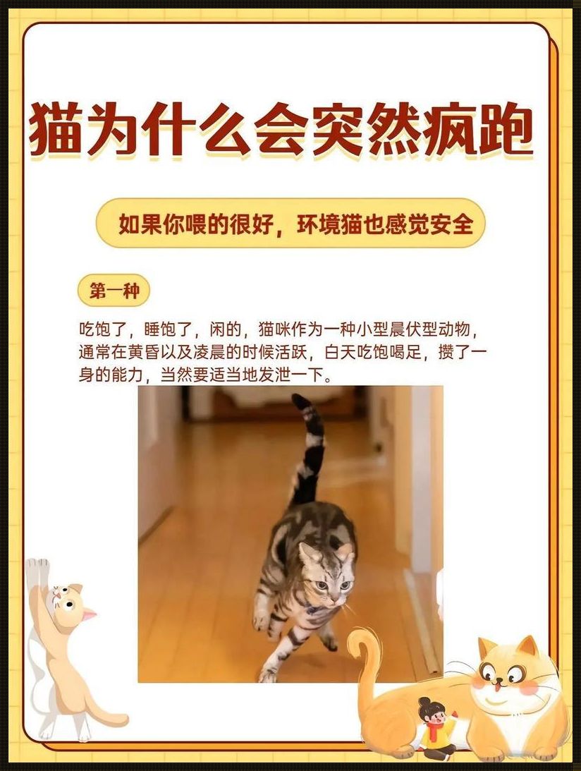 “喵星狂舞：小猫跑酷现象探秘，崛起萌宠新趋势”