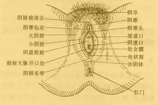 《妇科神秘花园：揭秘那些网友热议的“妹妹”小秘密》