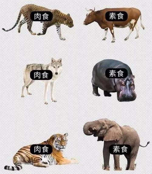 《腹黑师兄的猎食日常：肉类主义者的人生不设限》