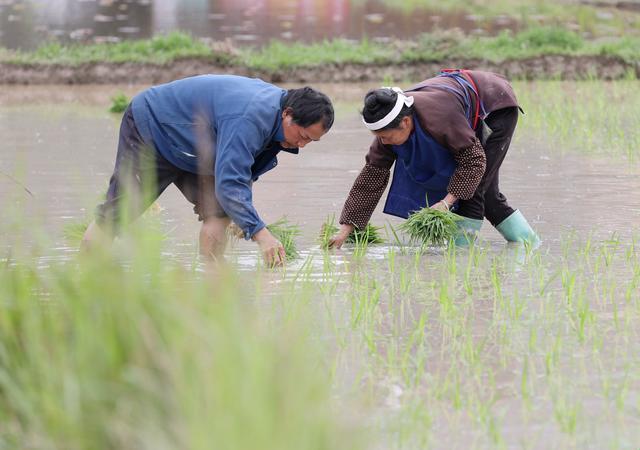 "情侣插秧大法：网络新梗狂欢背后的自嘲艺术"