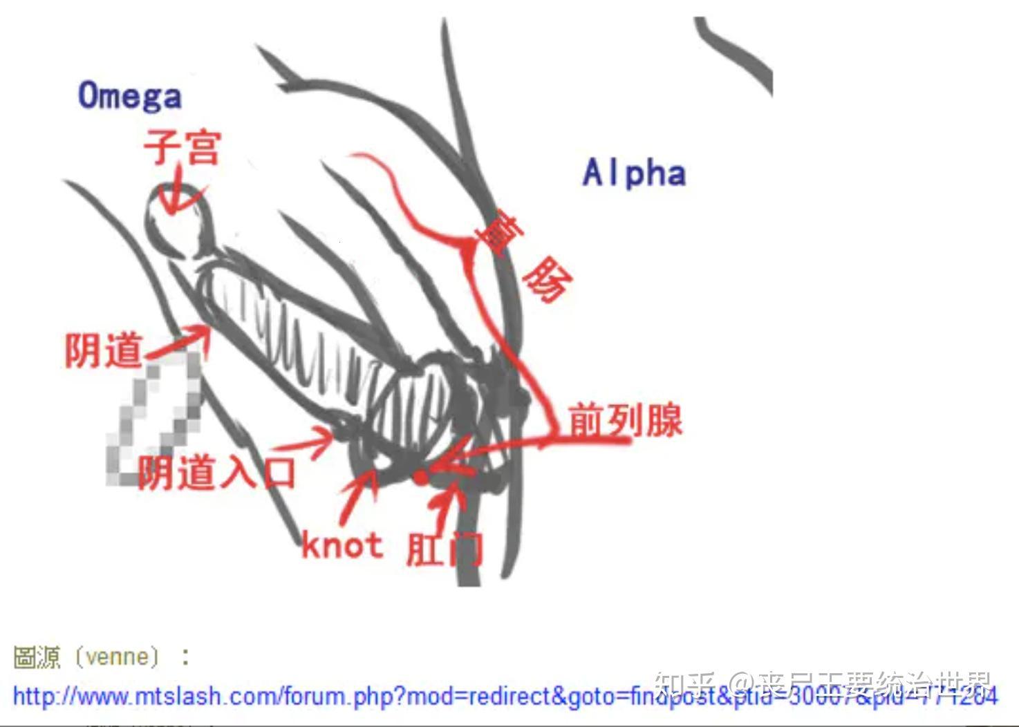 “时尚界的OMEGA神秘宫腔：笑谈中引人入胜”