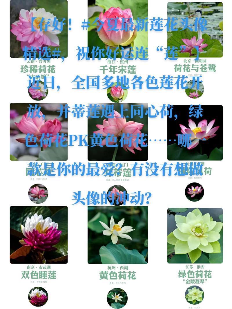 “荷花开意思”狂欢曲：网友戏谑里的新潮流