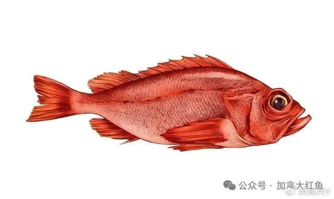 妙探Rockfish：档次界的谜之侦探