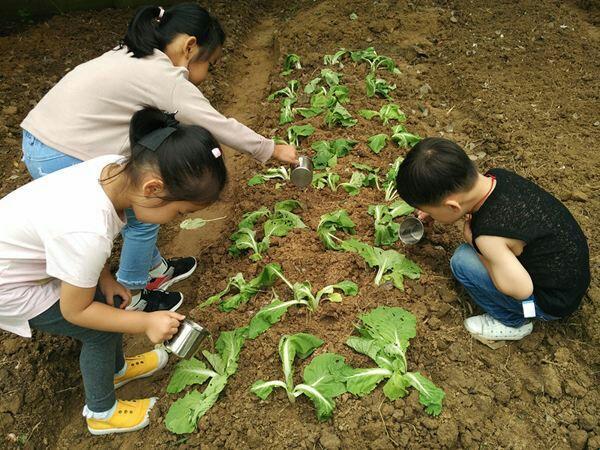 种田神器：揭秘那块让人笑出眼泪的“妈妈田”