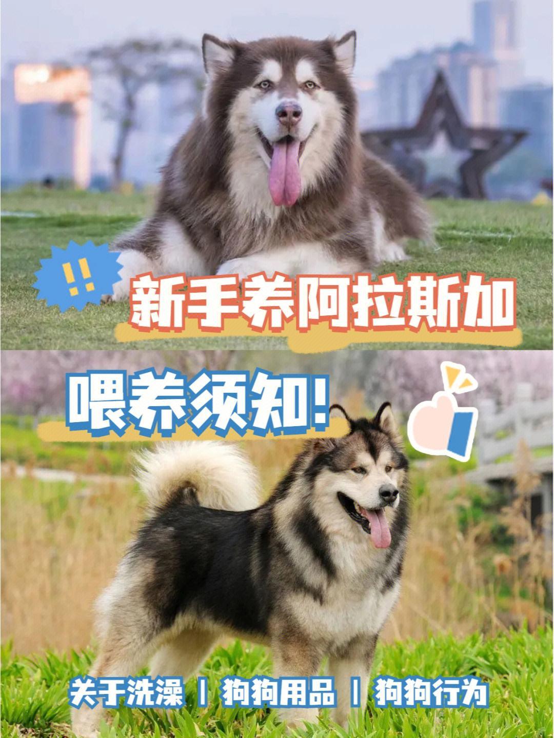 "阿拉「潮」神犬！揭秘阿拉斯加犬的「驯」术"