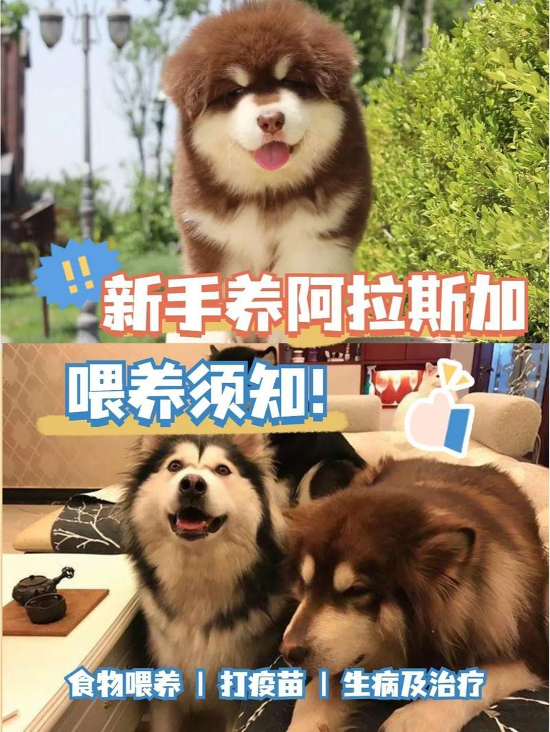 "阿拉「潮」神犬！揭秘阿拉斯加犬的「驯」术"