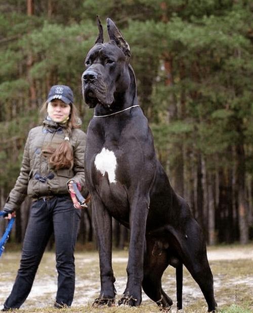 "巨犬霸屏，游戏圈的热点新宠！"