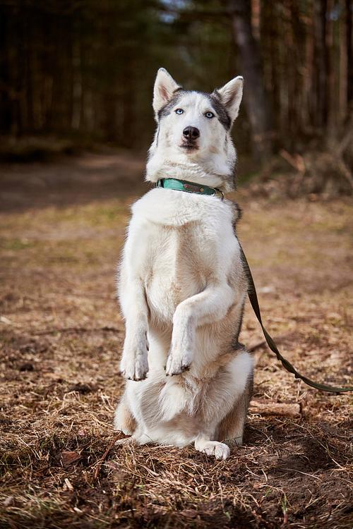 "西伯利亚脊背犬：时尚界的「幽默」先锋"