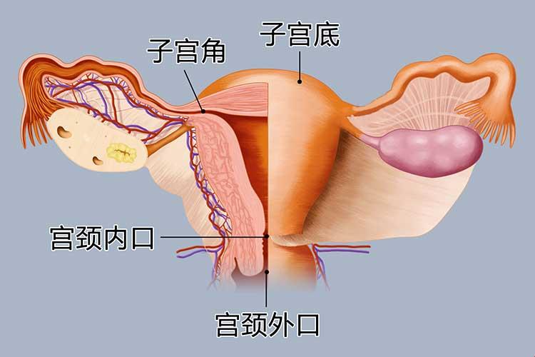 “张口就来”的宫颈，幽默解读生育之“道”