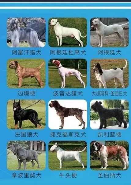 犬界狂欢，品种创新引争议：一场幽默视角的犬种解析